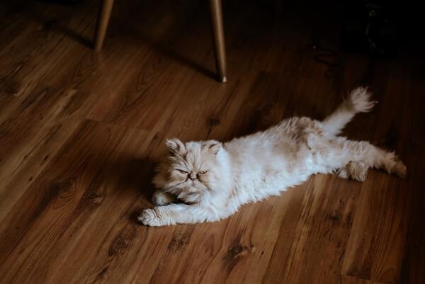 Underlayment For Hardwood Floors